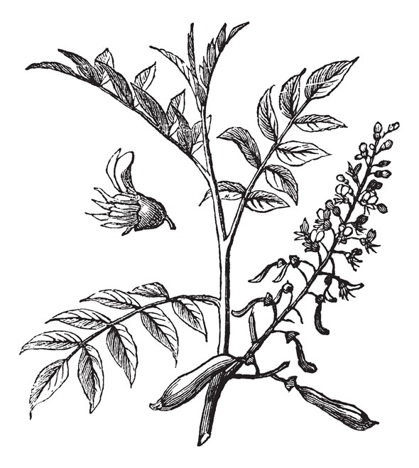 Peru Balsam or Myroxylon peruiferum, vintage engraved illustration. Trousset encyclopedia (1886 - 1891).